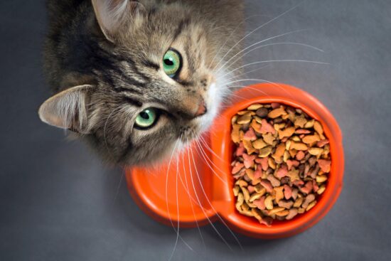 كم مرة تاكل القطط باليوم ومعرفة جدول وجبات القطط الصغيرة والكبيرة