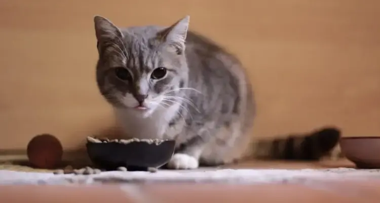 كم مرة تأكل القطط حتى لا تُصاب بالسمنة