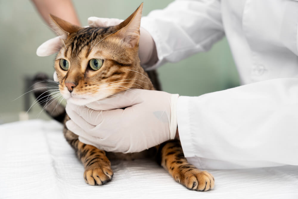 تشخيص طاعون القطط