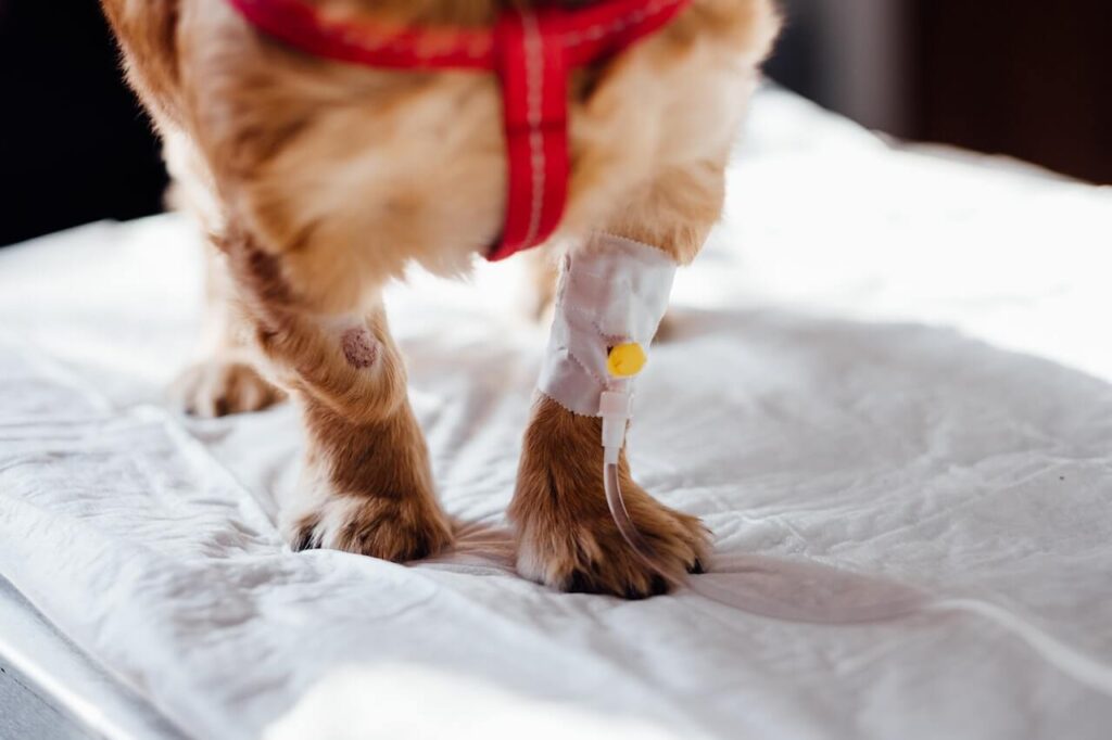 المحاليل الوريدية من أولى طرق العلاج لمرض طاعون الكلاب