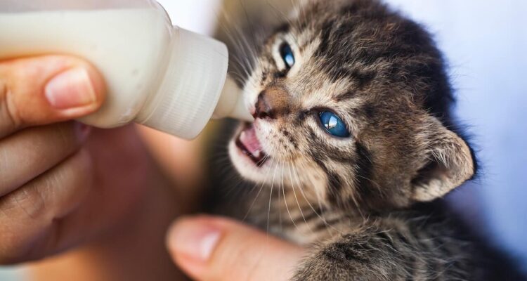 شرب الحليب للقطط