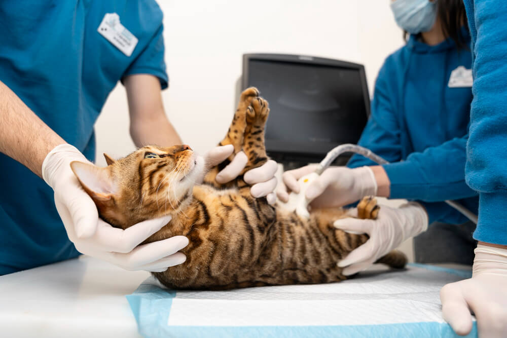 استفراغ القطط والرعاية الطبية