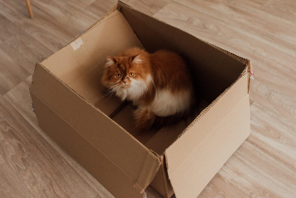 صندوق ولادة القطط