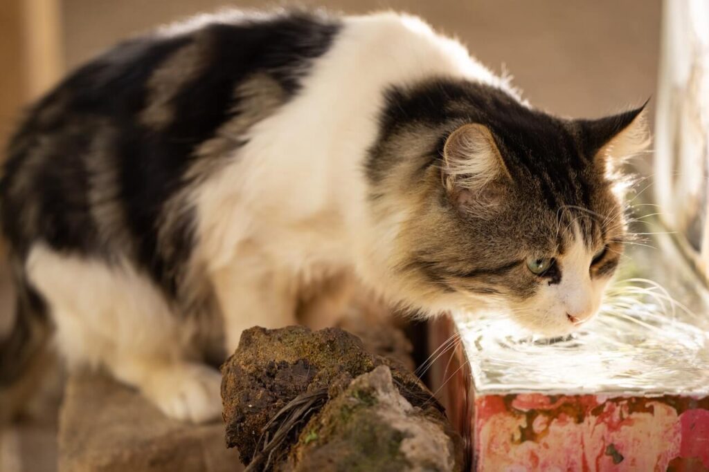 قطط تشرب المياه لتجنب الجفاف