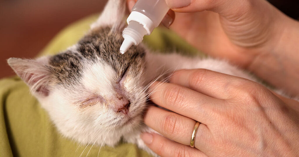 كيفية استخدام علاج العيون للقطط