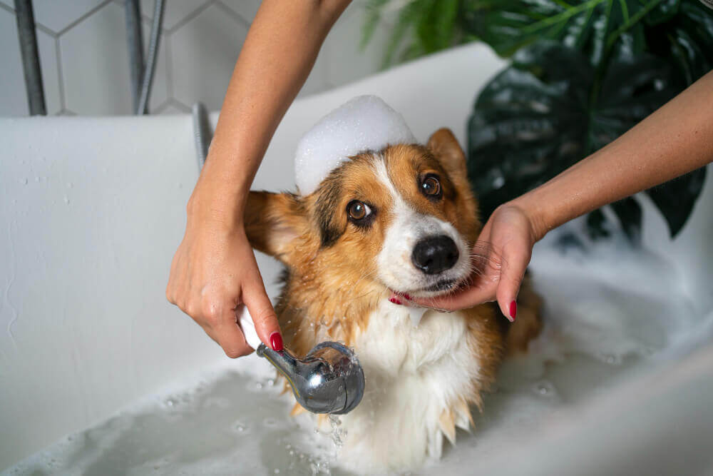 استحمام الكلاب